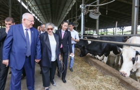 Chăn nuôi bò sữa Công nghệ cao tại Trung tâm Giống cây trồng, vật nuôi và thuỷ sản