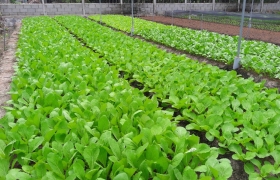 “Triển khai các giống rau địa phương đã phục tráng vào mô hình kinh tế và du lịch sinh thái tại Thành phố Hồ Chí Minh”