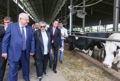 Chăn nuôi bò sữa Công nghệ cao tại Trung tâm Giống cây trồng, vật nuôi và thuỷ sản