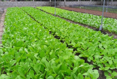 “Triển khai các giống rau địa phương đã phục tráng vào mô hình kinh tế và du lịch sinh thái tại Thành phố Hồ Chí Minh”